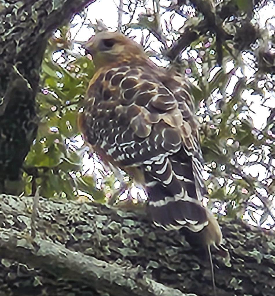 Blue Jay Imitating Red Shouldered Hawk Call 