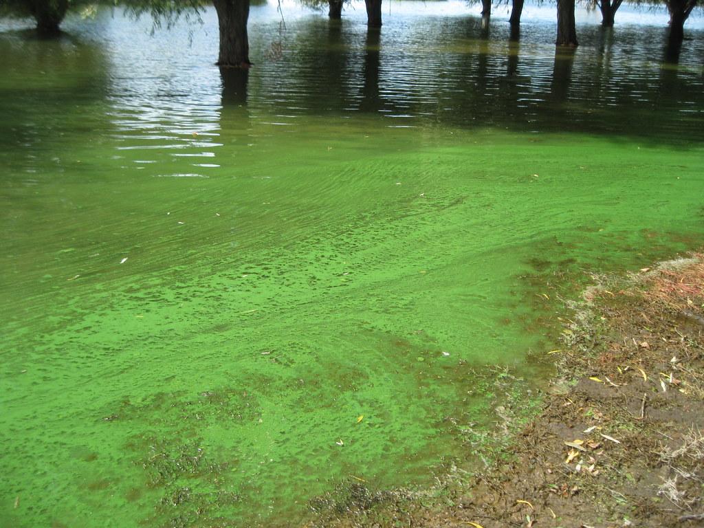 16.4. Blue-Green Algae