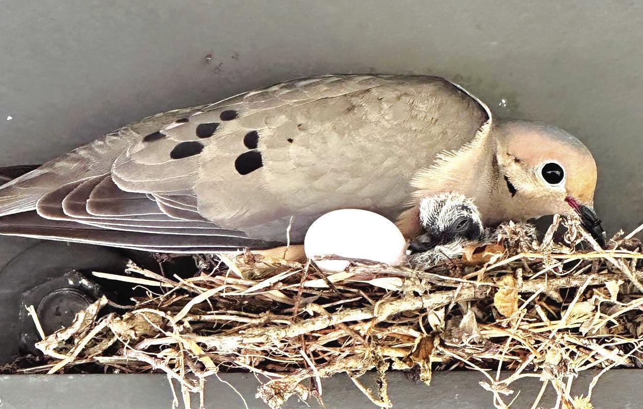 Exploring Nature: Backyard Birds