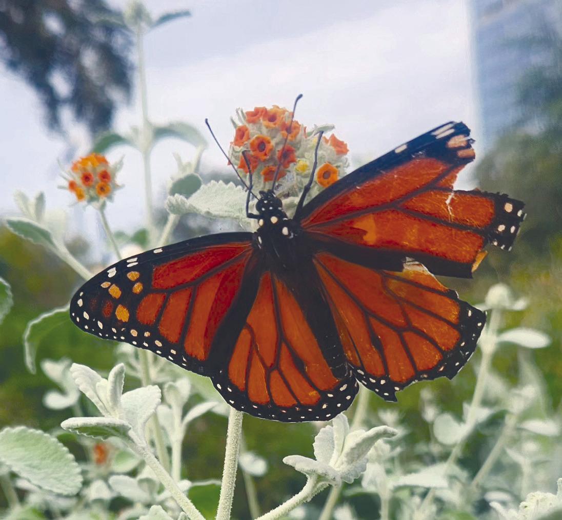 Exploring Nature: Milkweed