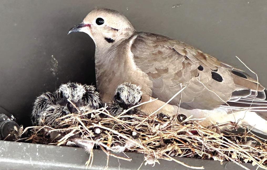 Exploring Nature: Backyard Birds