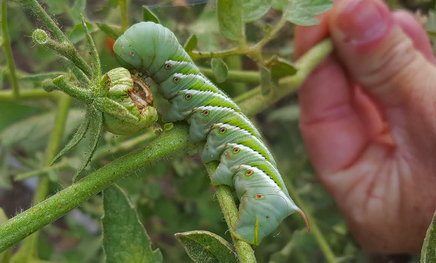 download green horned tomato worm