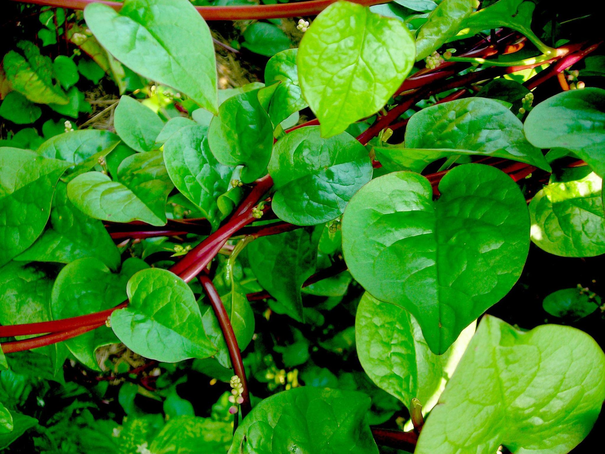 Growth in Malabar Spinach | San Record