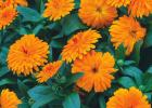 Lady Godiva Calendulas: Award-winning performance North to South