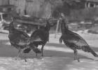 Exploring Nature: Eating Birds