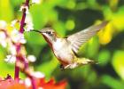 Conundrum on Coleus creates a pollinator pinching perplexity